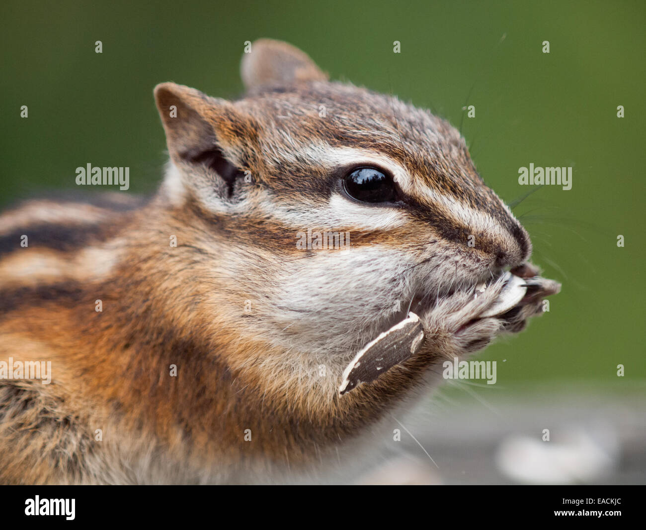 A cute Least Chipmunk (Tamias minimus) with chubby cheeks feeds on sunflower seeds. Stock Photo
