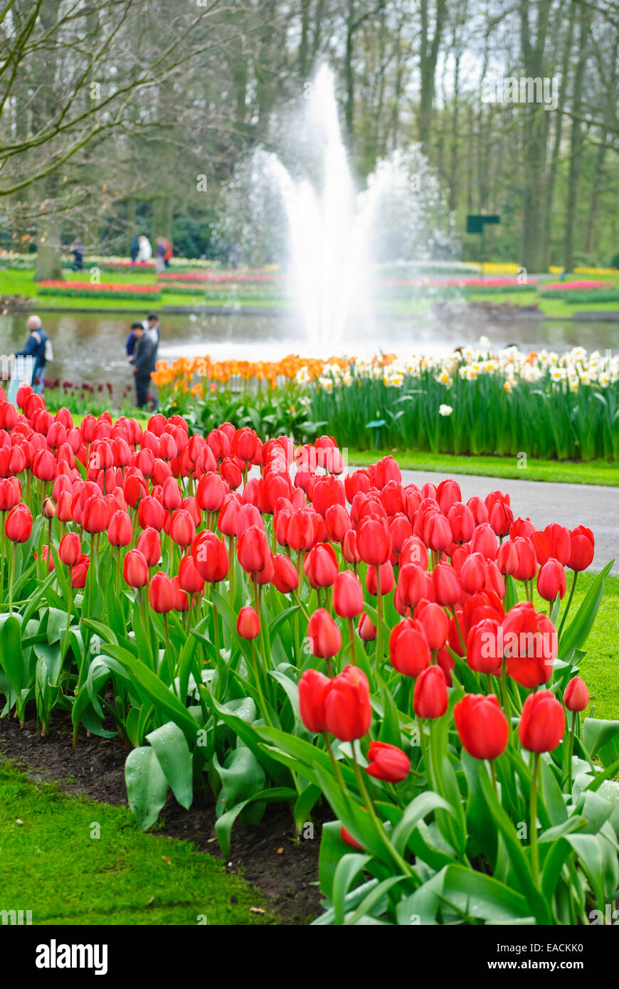 Beautiful red tulips in Keukenhof Stock Photo - Alamy