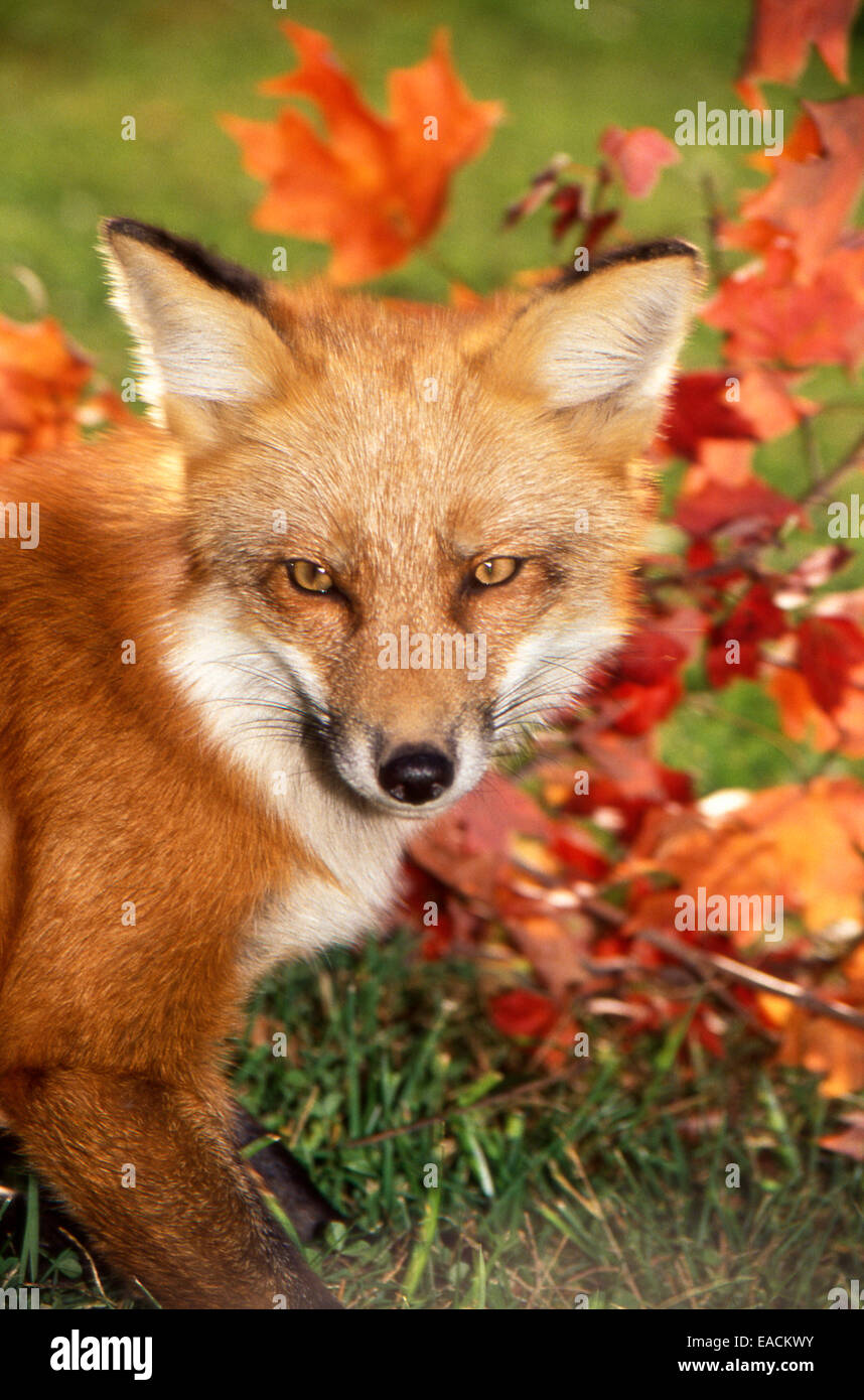 Red foxes in autumn leaves hires stock photography and images Alamy