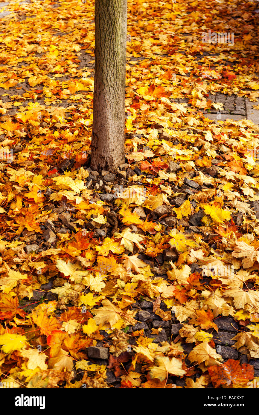 Autumn Leaves on the ground, falling Letna park Prague park Czech Republic Stock Photo