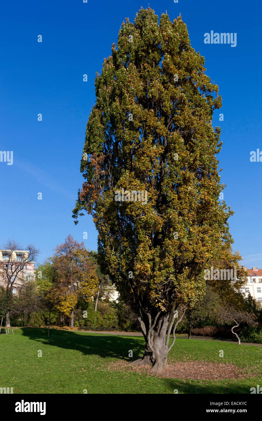 Old English oak Tree Oak Quercus robur 'Fastigiata' Autumn, Letna Park Prague Czech Republic Stock Photo