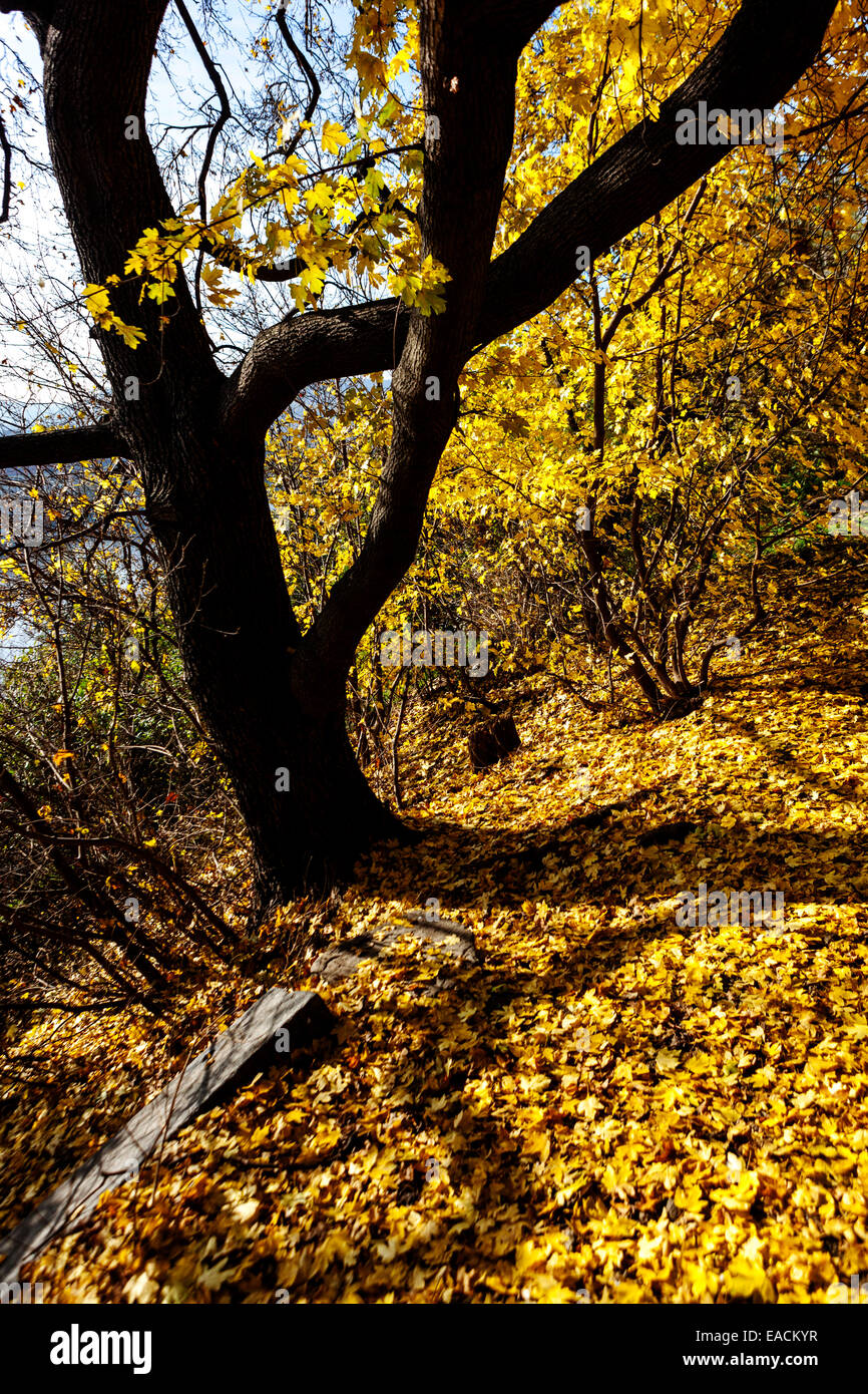 Prague park autumn Colorful Indian summer incoming Fallen leaves, Prague Letna Park Leaves on the ground Stock Photo