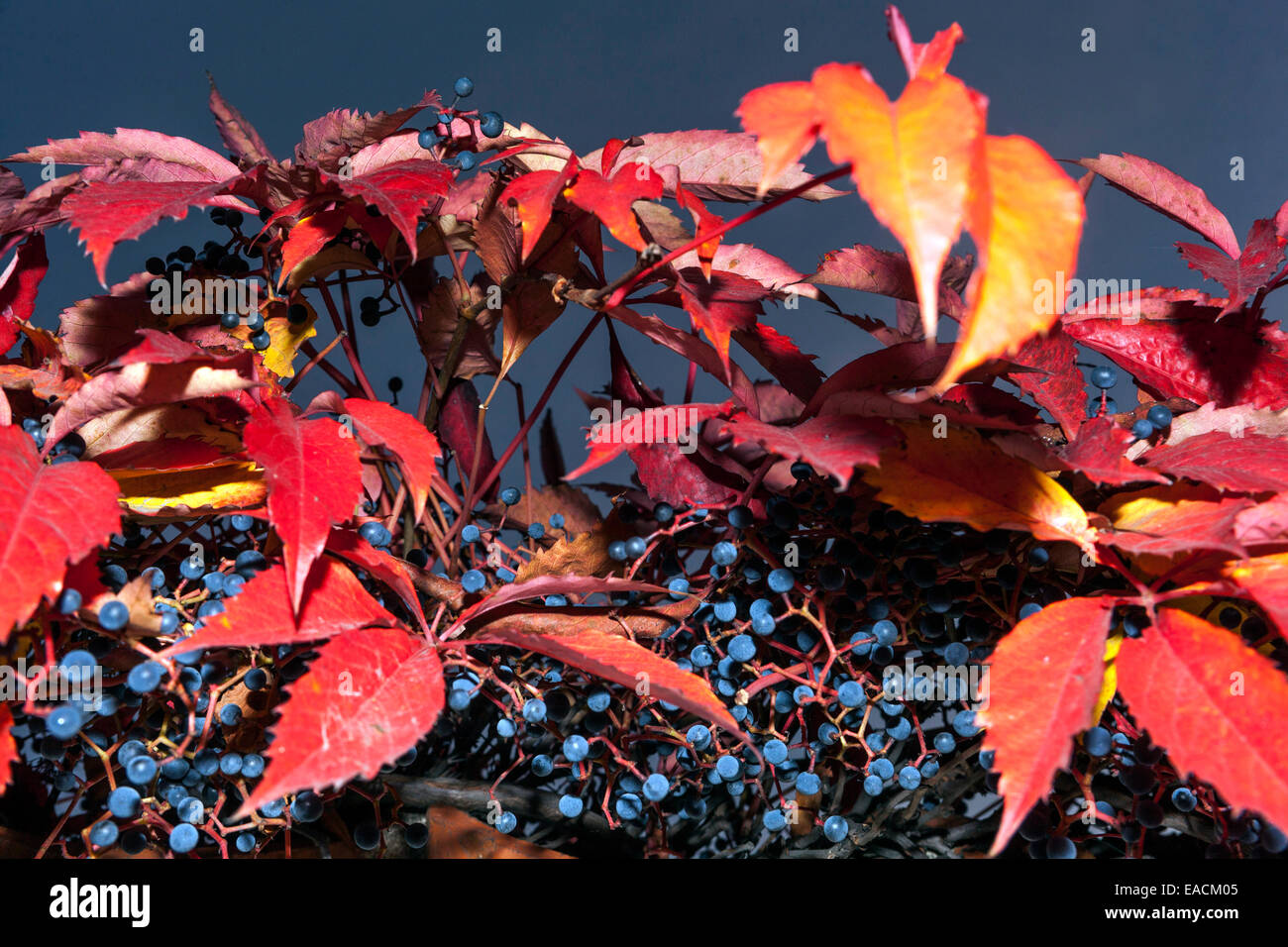 Virginia creeper Parthenocissus quinquefolia, red leaves blue berries, Autumn Stock Photo