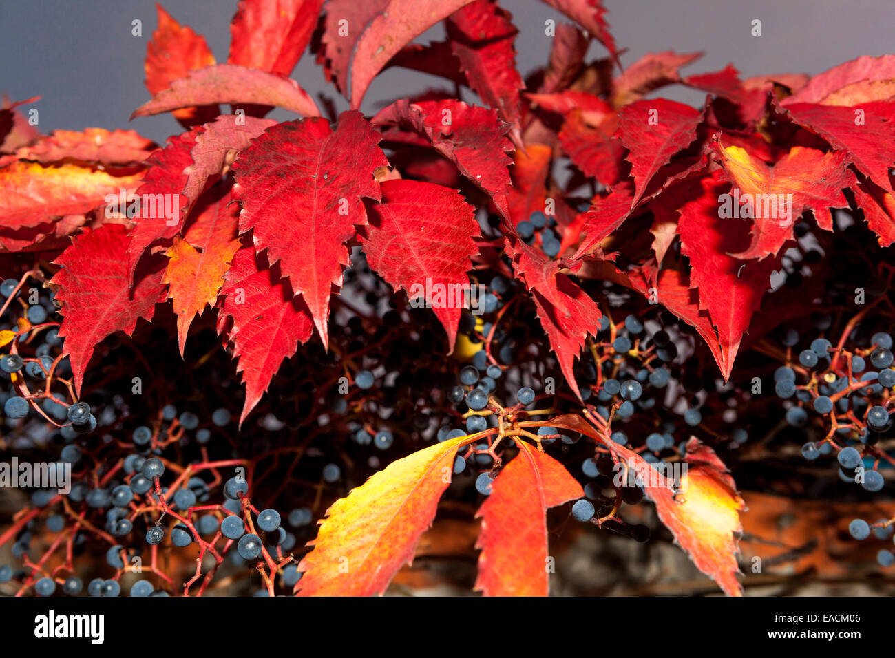 Virginia creeper Parthenocissus quinquefolia, red leaves berries Stock Photo