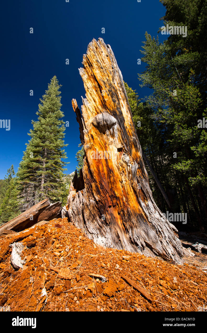 A dead tree in the Little Yosemite Valley, Yosemite National Park
