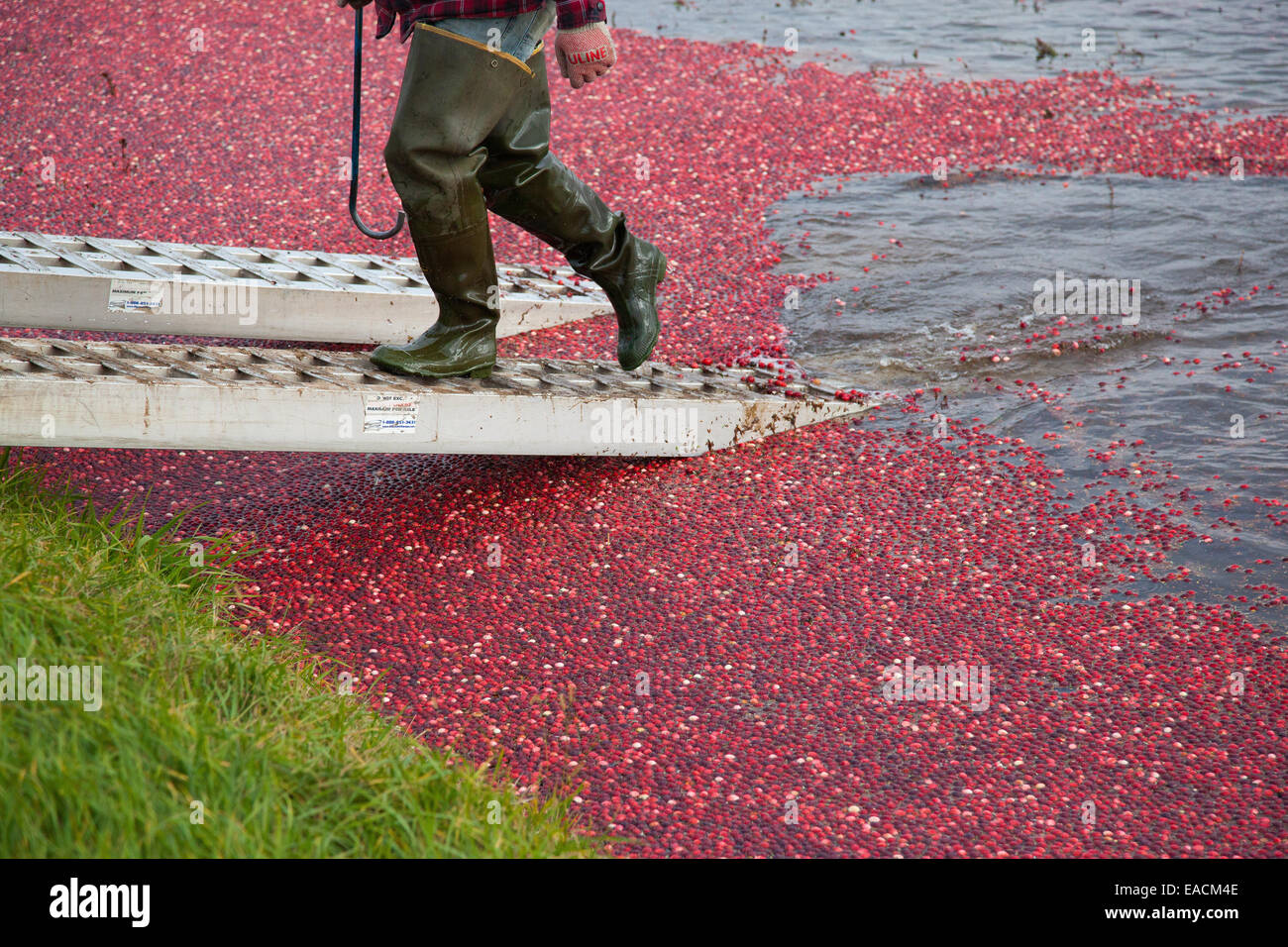 Farm worker exiting flooded cranberry marsh on metal tractor ramp Stock Photo