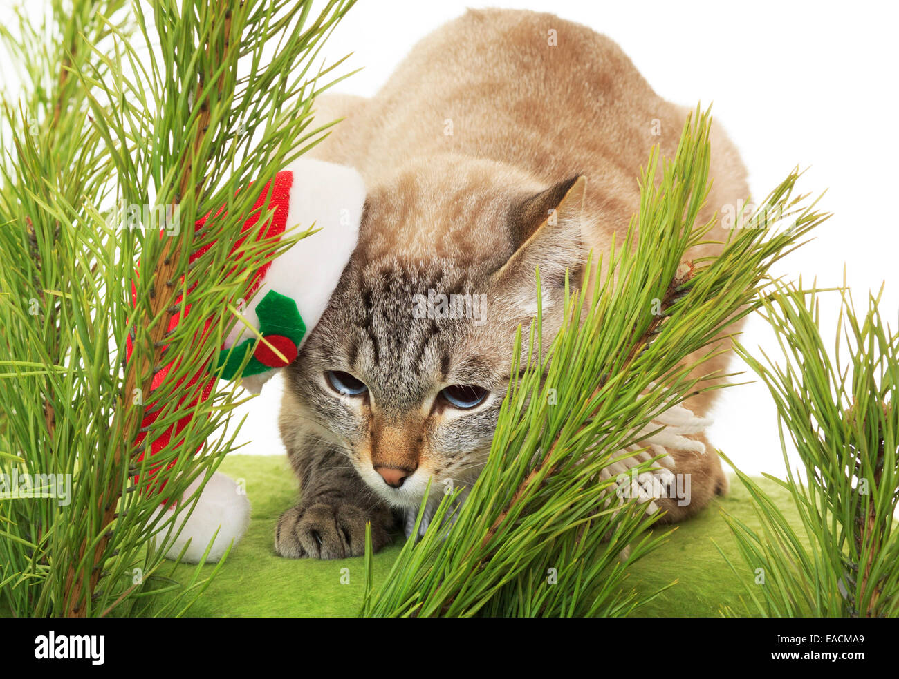 Cat santa suit hires stock photography and images Alamy