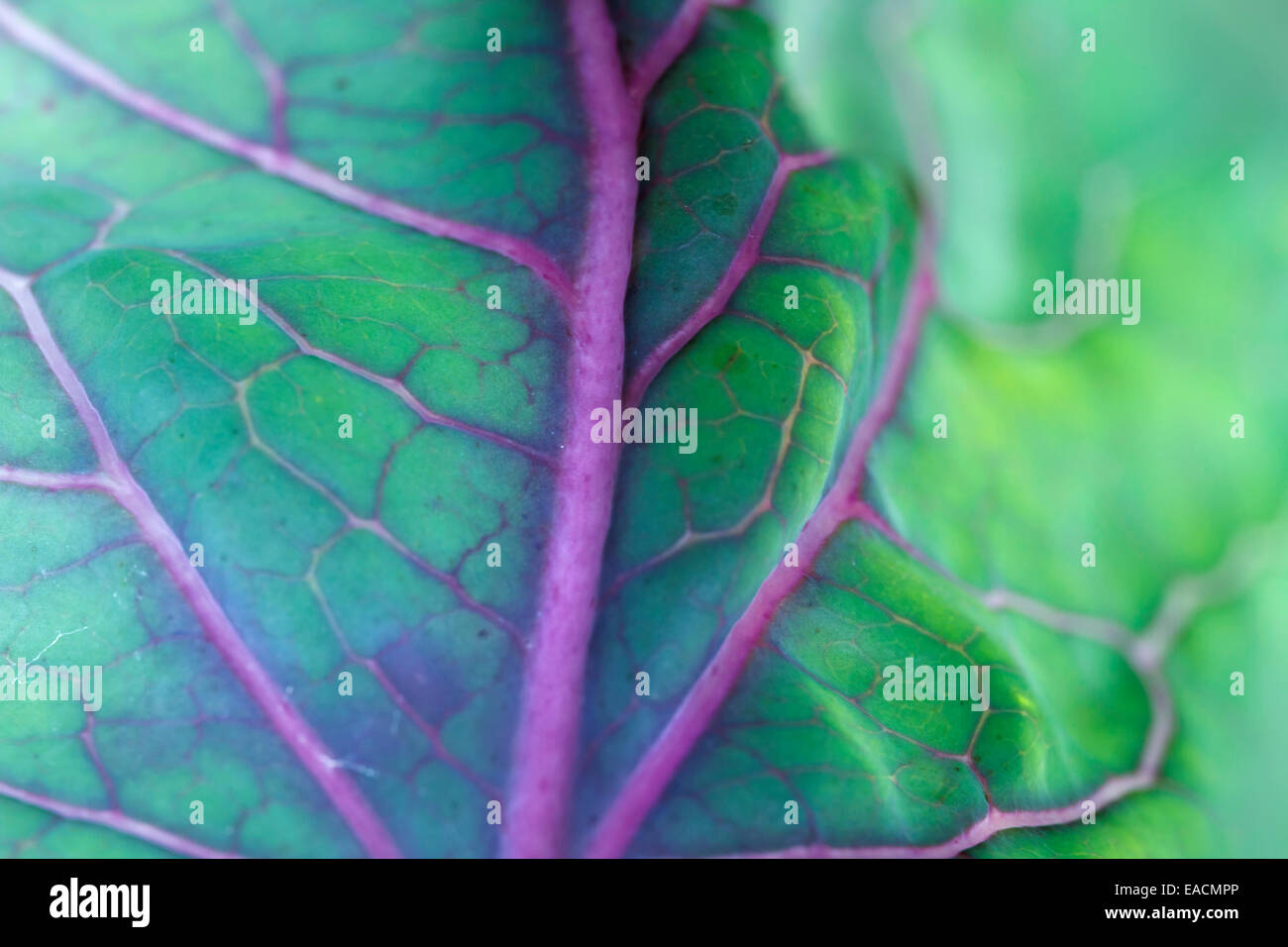 cabbage leaf extreme close-up Stock Photo