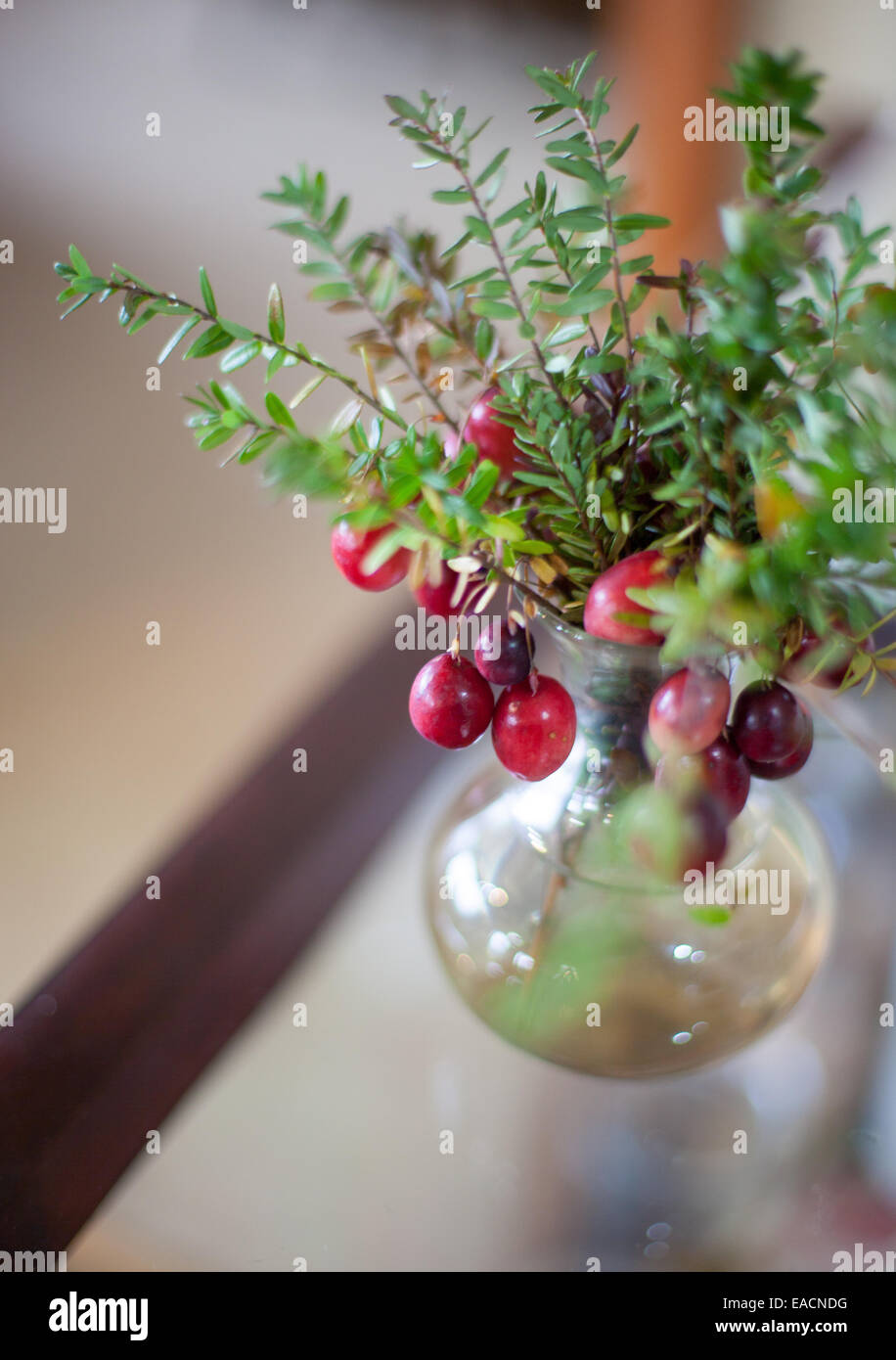 Cranberry floral arrangement in glass vase Stock Photo