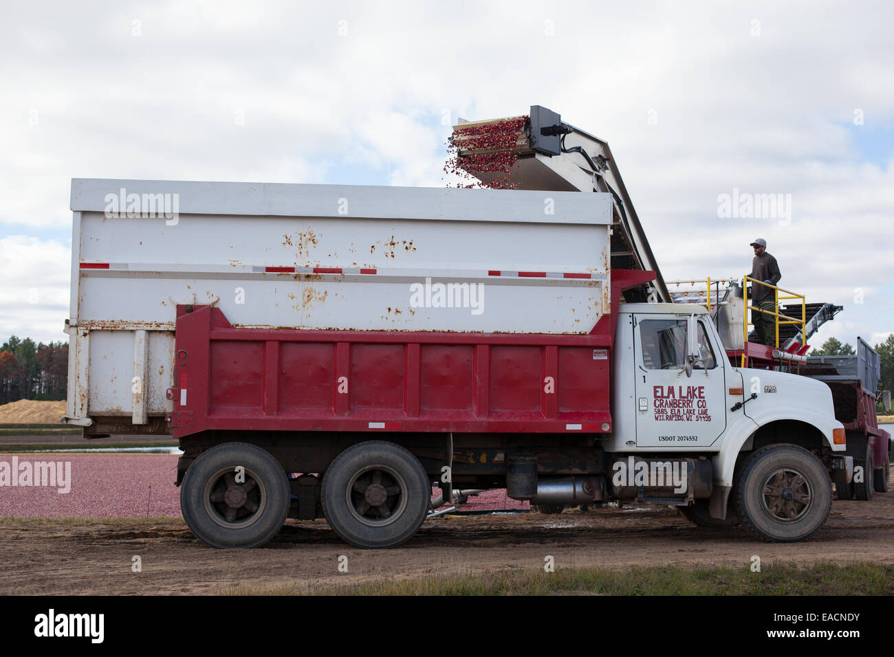 Cranberries being loaded onto a dump truck from a flooded cranberry field Stock Photo