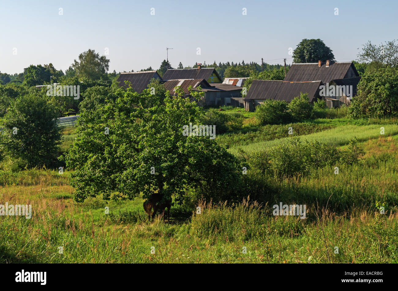 Village Gardens Barns And Green Grass Yard Under An Apple Tree