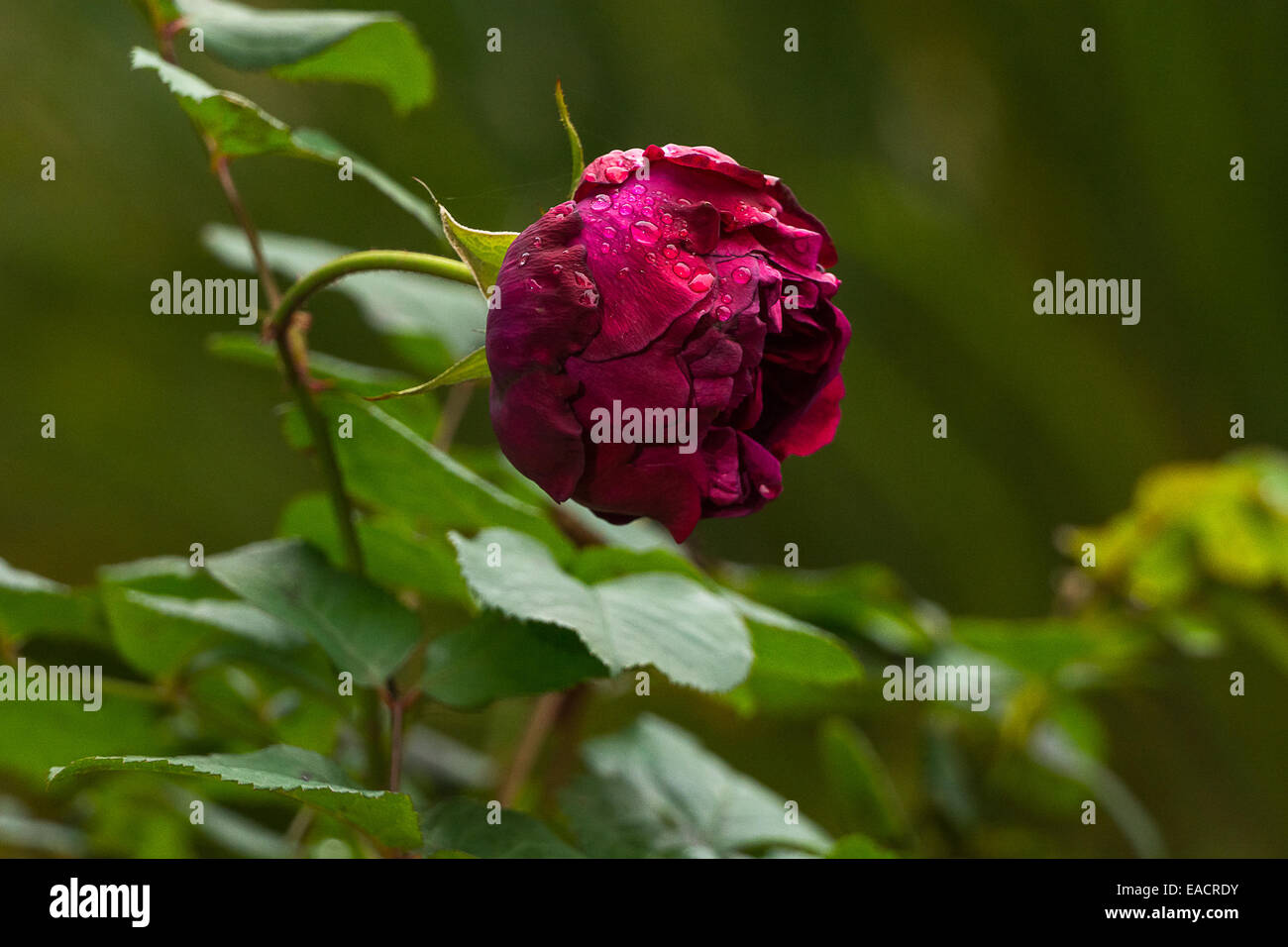 flower of rose William Shakespeare 2000, Pruhonice, Czech Republic, November 7, 2014. (CTK Photo/Zdenek Kiesenbauer) Stock Photo