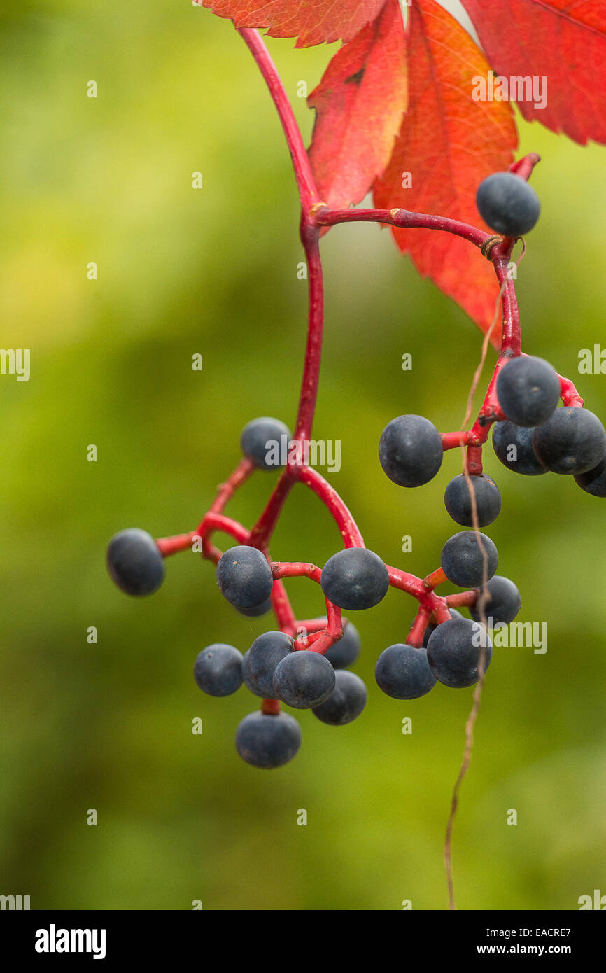 Fruits of Virginia Creeper, Pruhonice, Czech Republic, October 26, 2014. (CTK Photo/Zdenek Kiesenbauer) Stock Photo