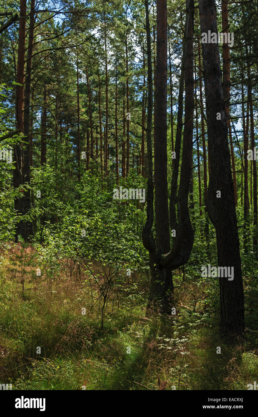Sunny day in pine forest Stock Photo - Alamy