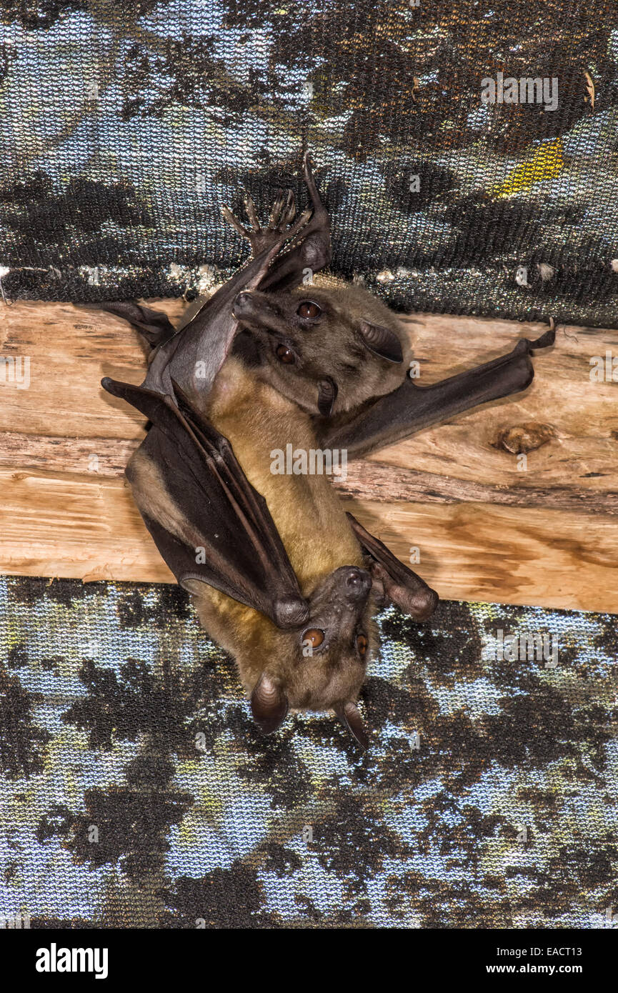 Fruit bats in daylight hires stock photography and images Alamy