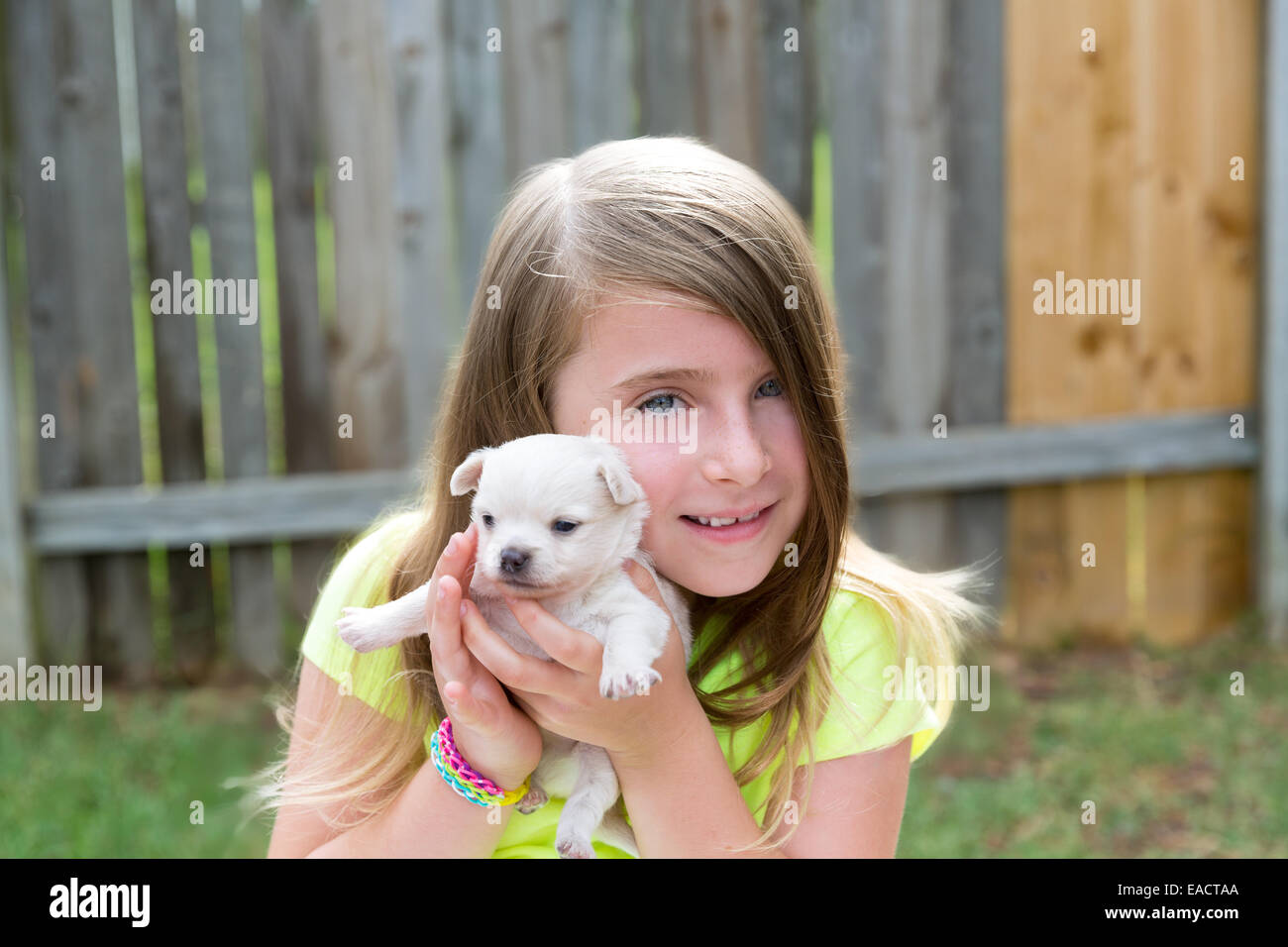 Blond kid girl with puppy pet chihuahua playing happy with doggy ...