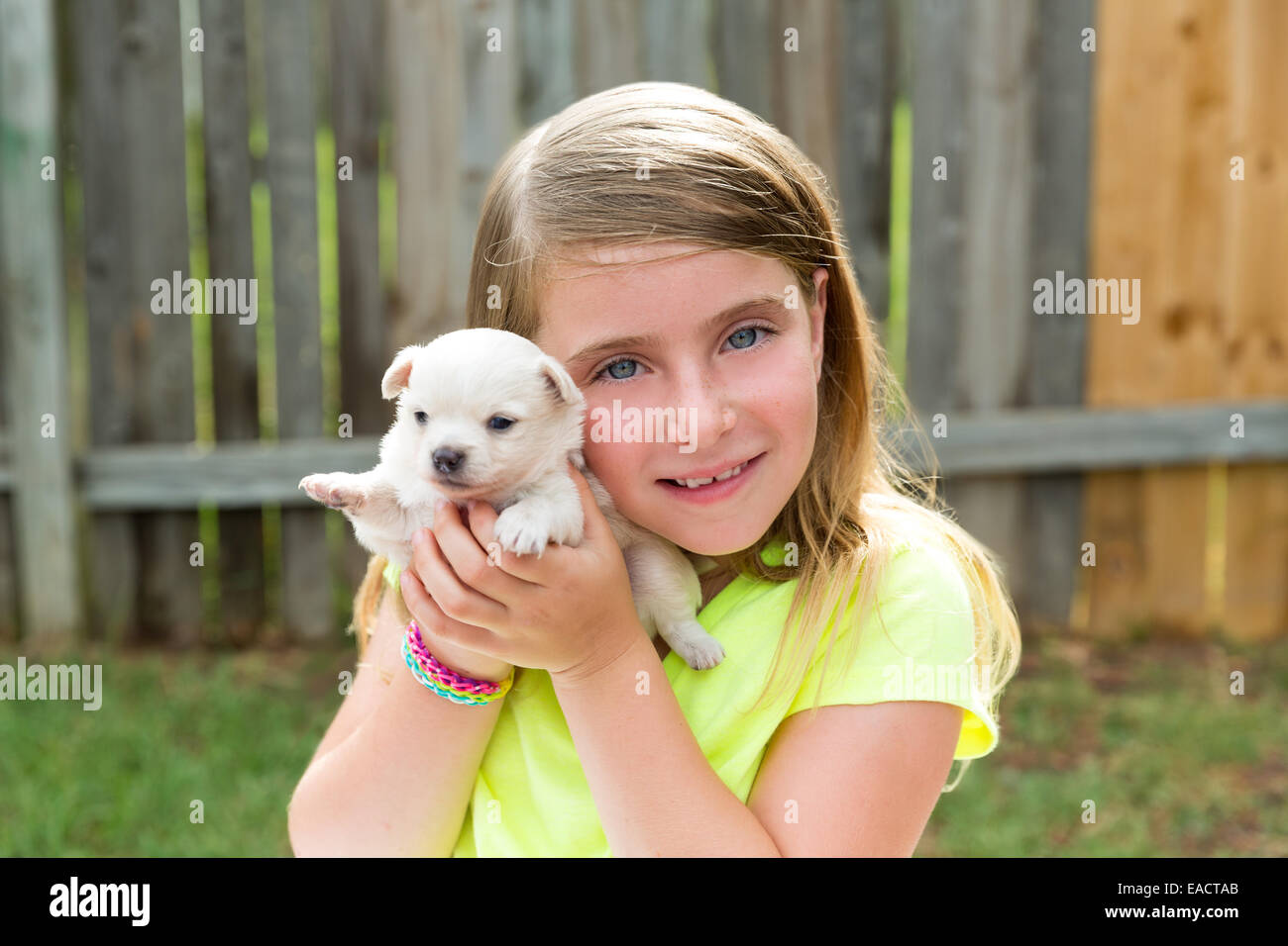 Blond kid girl with puppy pet chihuahua playing happy with doggy ...