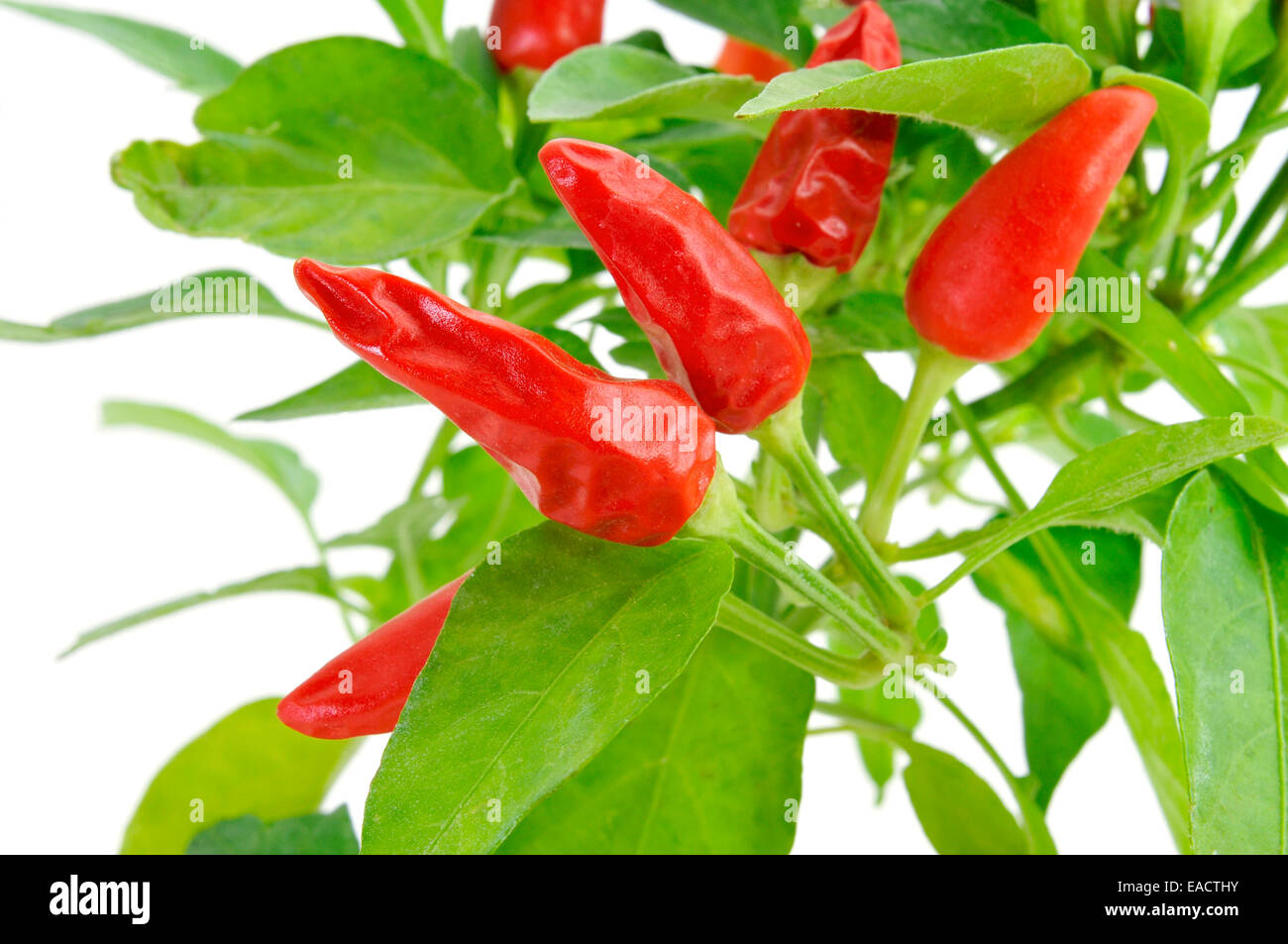 Ornamental peppers plant hires stock photography and images Alamy