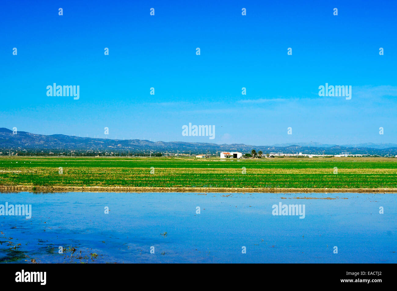 view of a paddy field in Delta del Ebro, in Catalonia, Spain Stock Photo