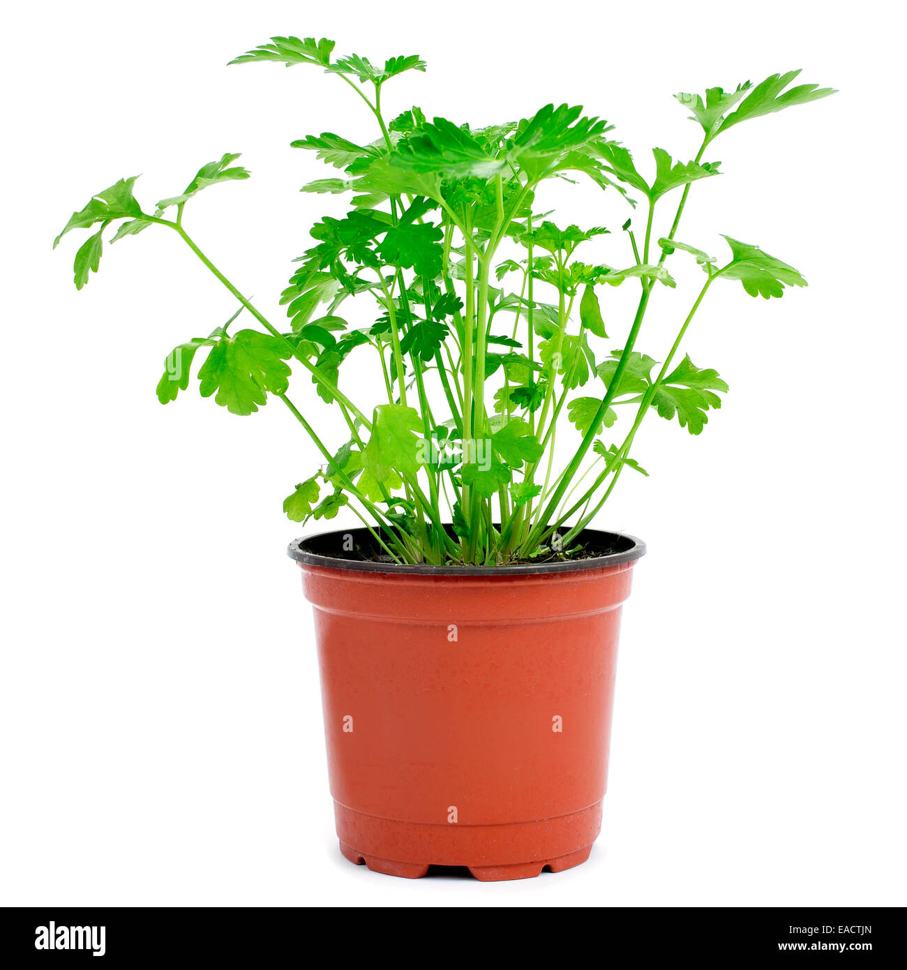 a parsley plant in a flowerpot on a white background Stock Photo