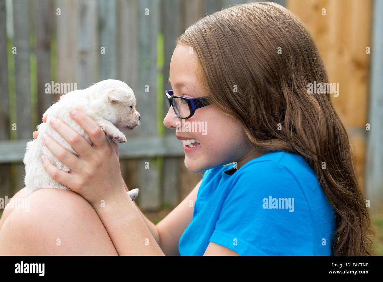 kid girl with puppy pet chihuahua playing happy with doggy outdoor ...