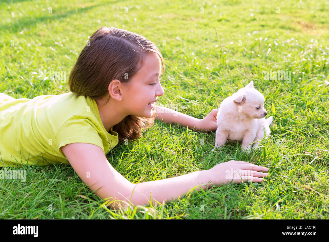 kid girl and puppy dog happy playing with chiuahua pet lying in ...