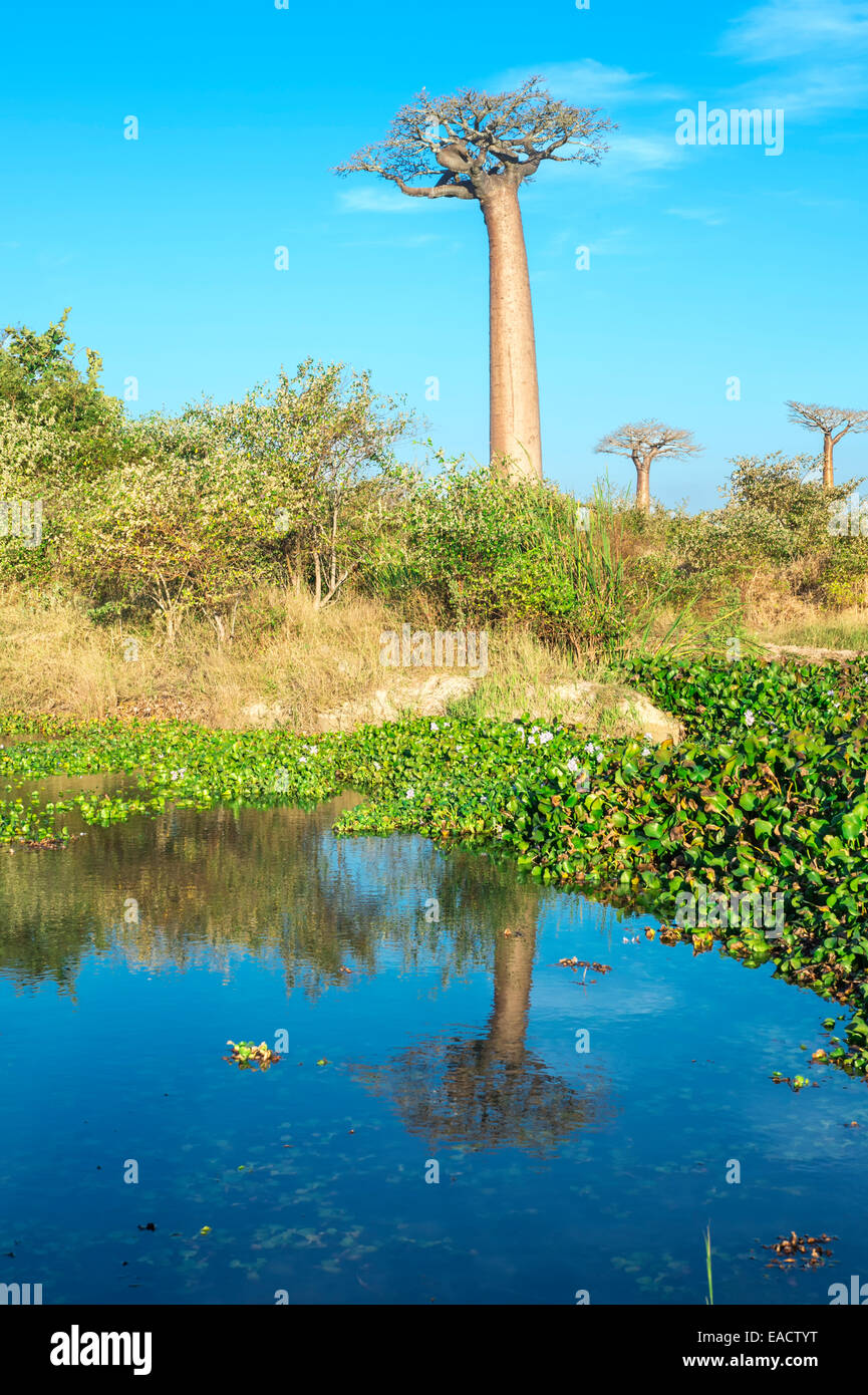 Baobab trees (Adansonia Grandidieri) reflecting in the water, Morondava ...