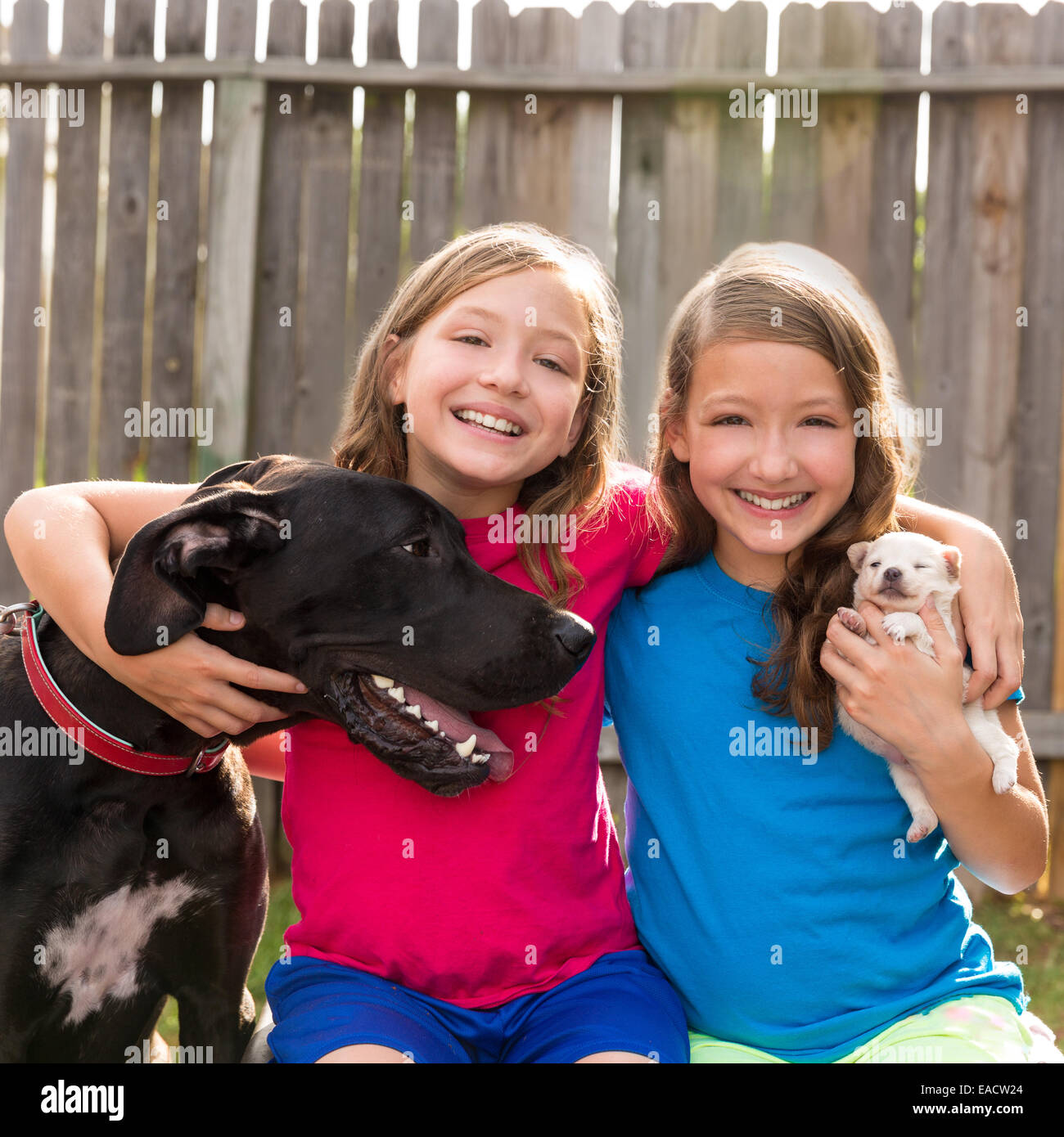 Twin sisters puppy pet dog and great dane playing together Stock Photo