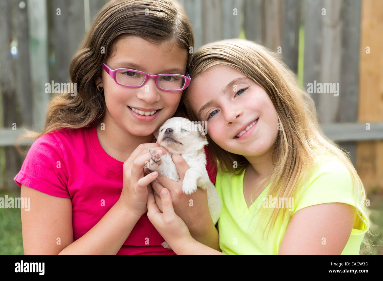 kid girls playing with puppy pet chihuahua with doggy outdoor Stock ...