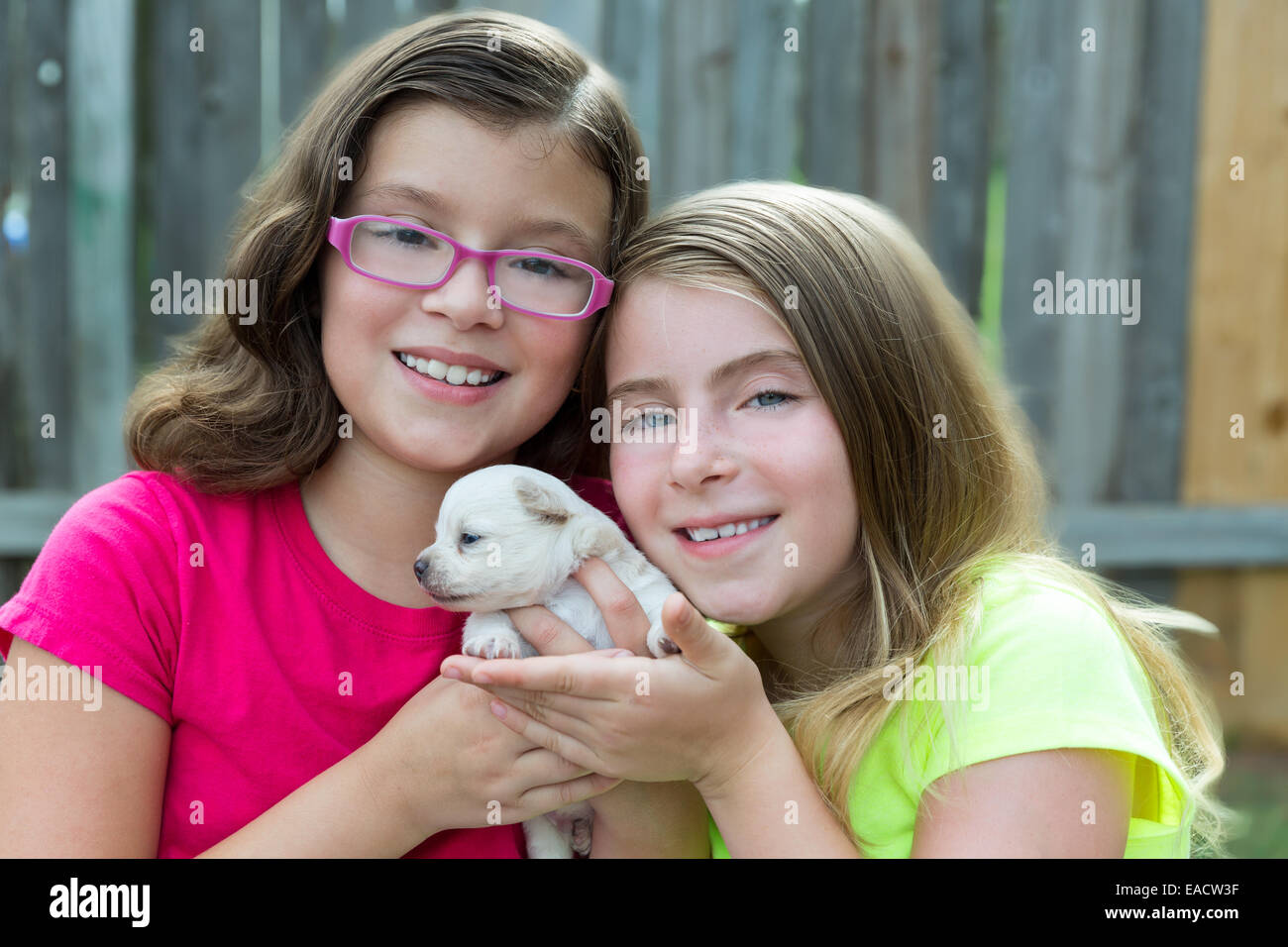 kid girls playing with puppy pet chihuahua with doggy outdoor Stock ...