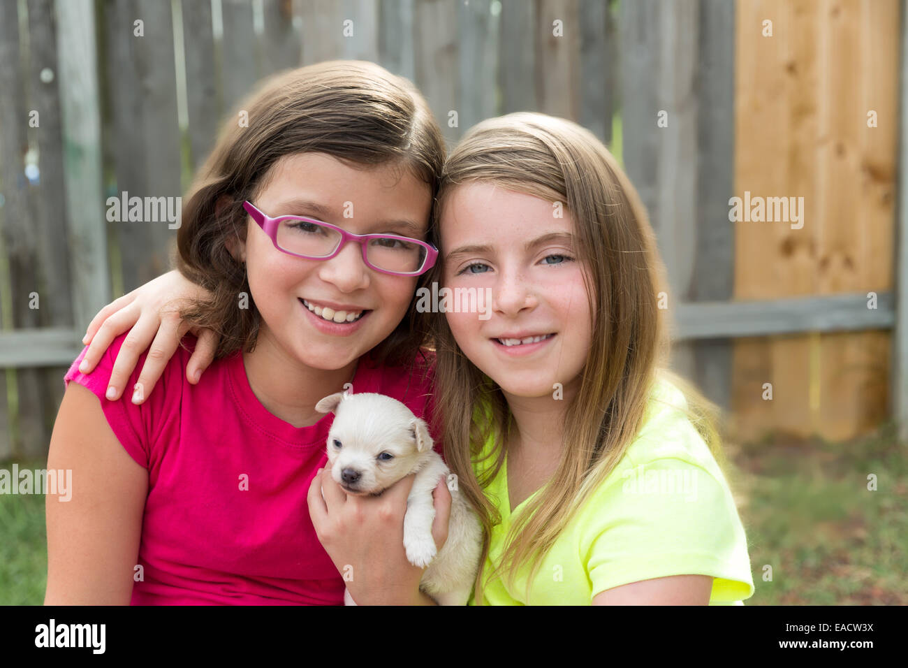 kid girls playing with puppy pet chihuahua with doggy outdoor Stock ...