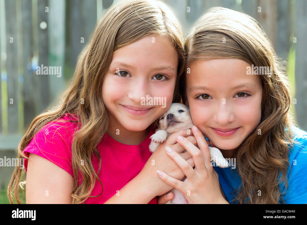 Twin sisters and puppy pet dog chihuahua playing together with doggy Stock Photo