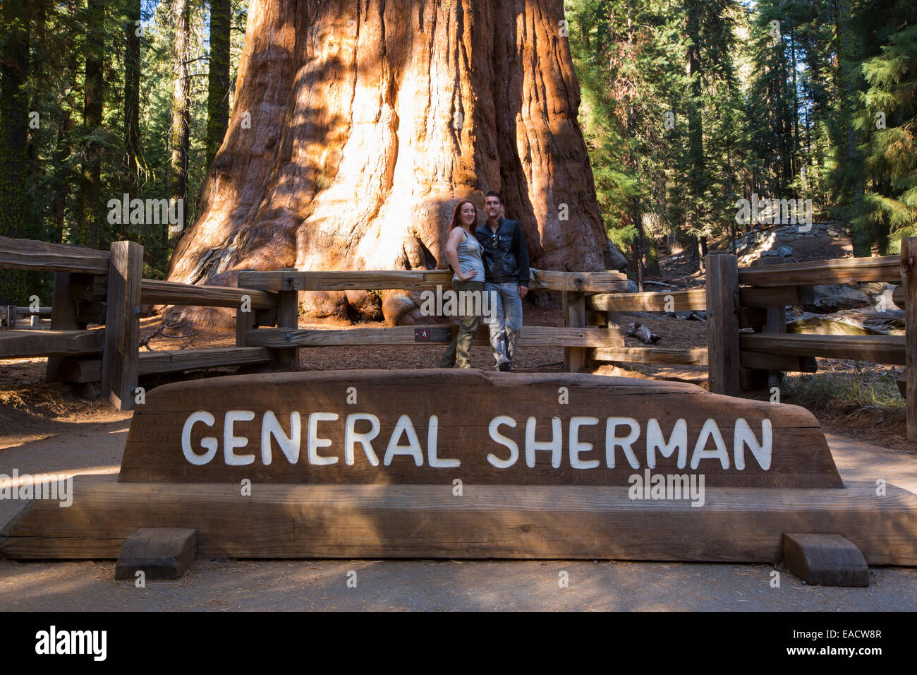 The General Sherman tree a Giant Redwood, or Sequoia, Sequoiadendron giganteum, in Sequoia National Park, California, USA.It is Stock Photo