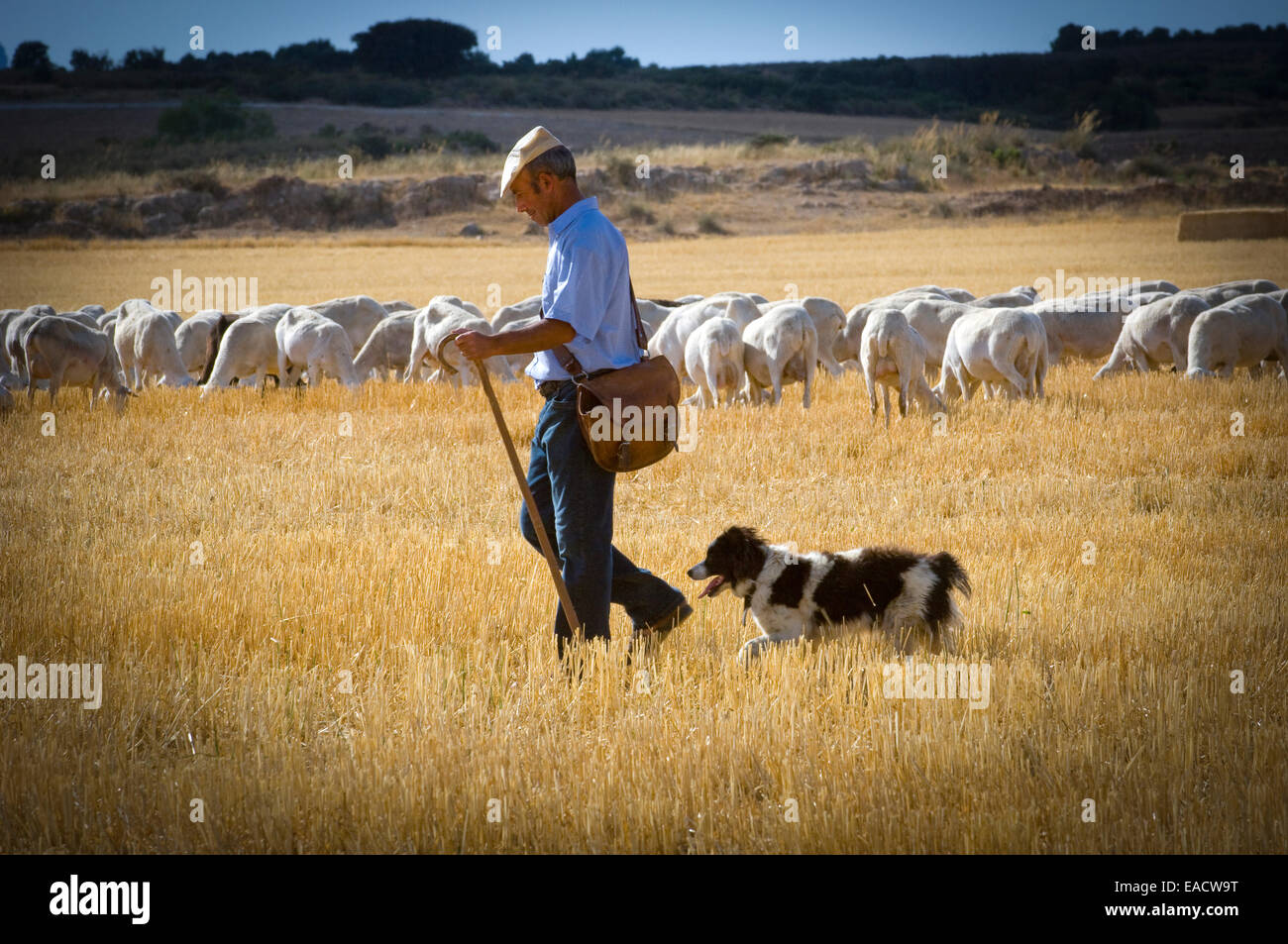 Shepherd at work in Almansa, Alicante, Spain. Stock Photo