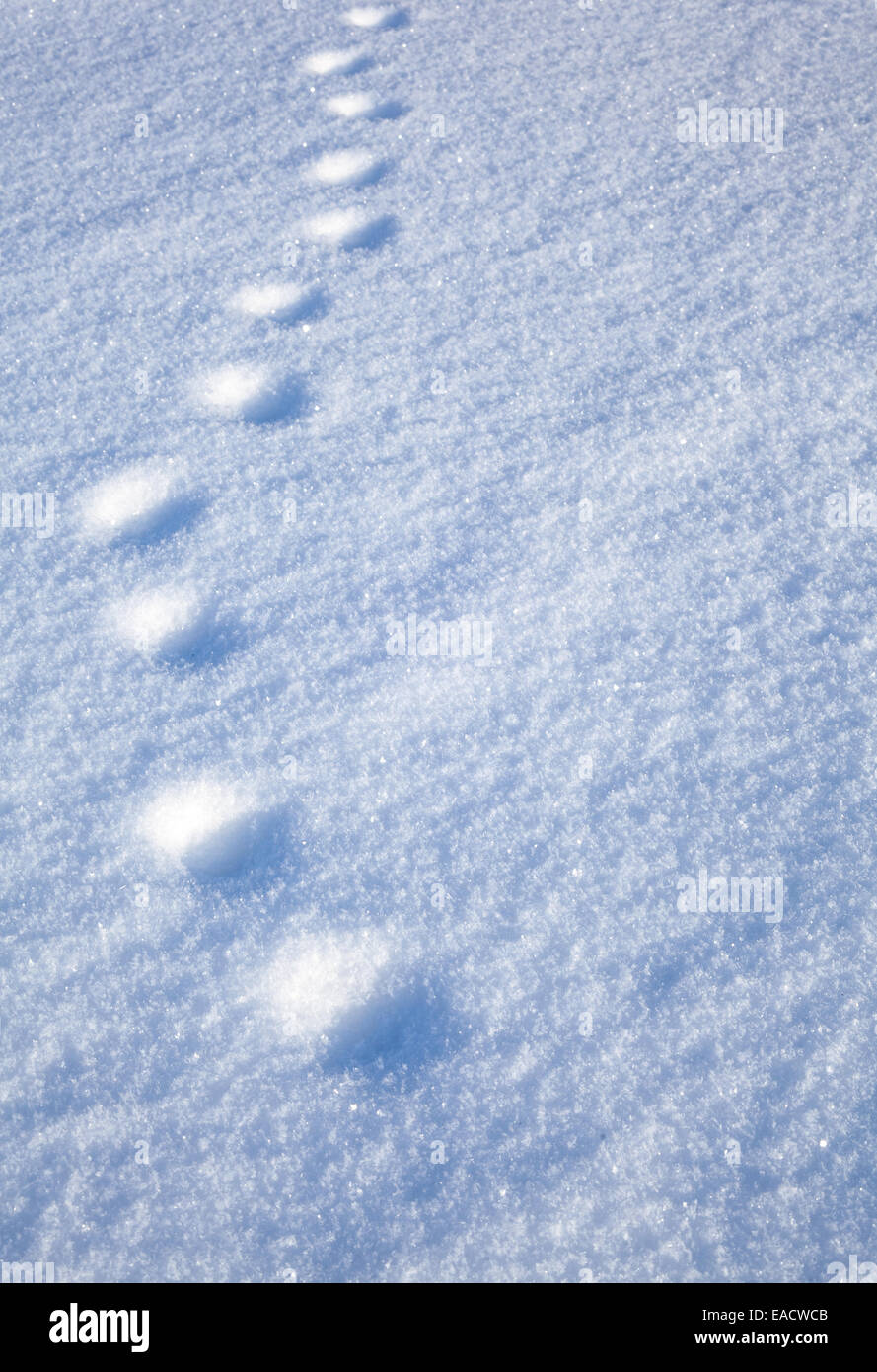 Background of powder snow. Stock Photo