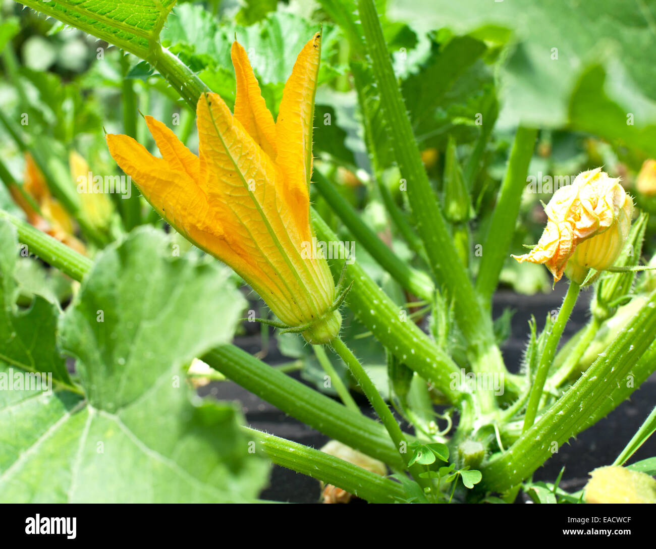 Zucchini plants in blossom on the garden bed Stock Photo Alamy