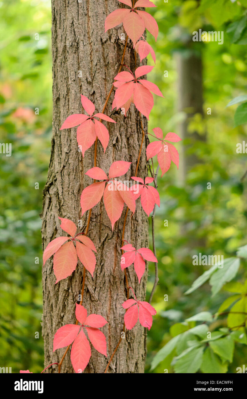 Species Creeper Has One Meaning Very Stock Photo 623847305