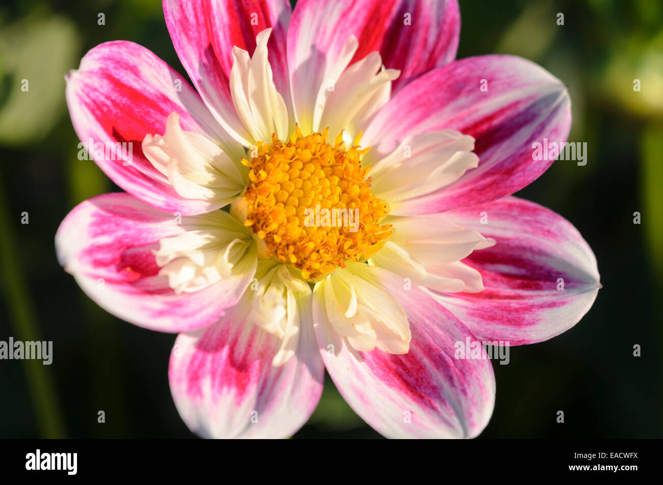 Collerette dahlia (Dahlia Olivia Stock Photo - Alamy