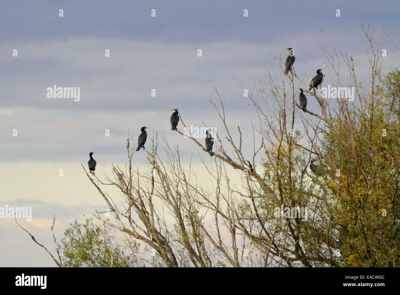 Great cormorants (Phalacrocorax carbo) in a dead tree, Lower Oder Valley National Park, Germany Stock Photo