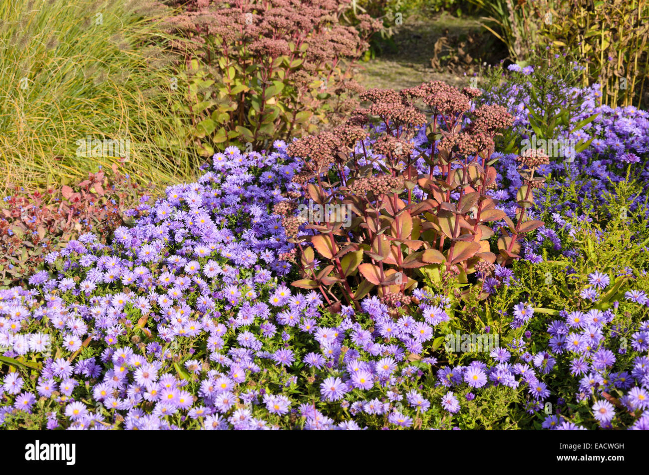 Bushy aster (Aster dumosus) and orpine (Sedum telephium 'Matrona' syn. Hylotelephium telephium 'Matrona') Stock Photo