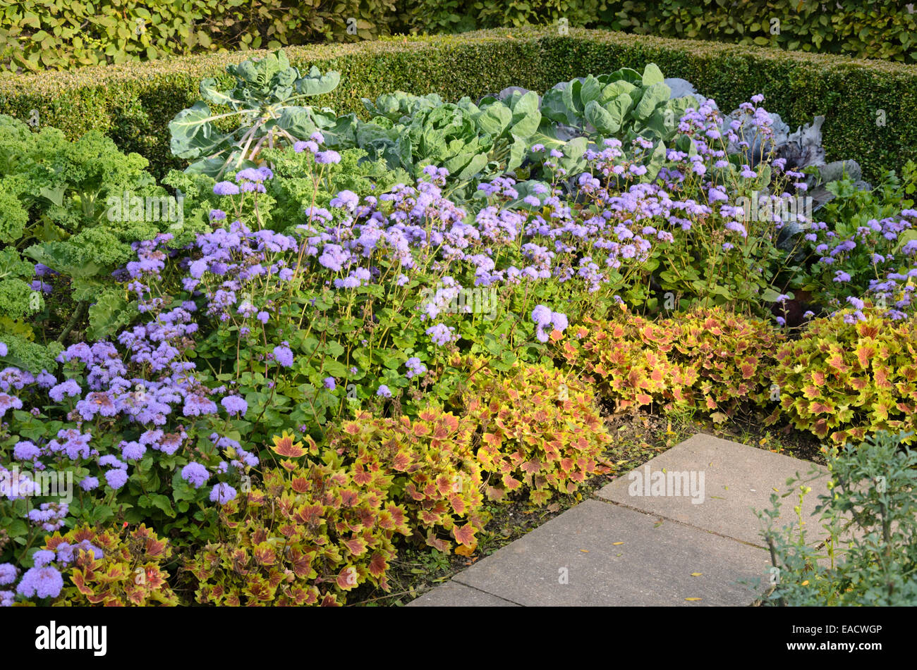 Brassica, floss flower (Ageratum houstonianum) and pelargoniums (Pelargonium) Stock Photo