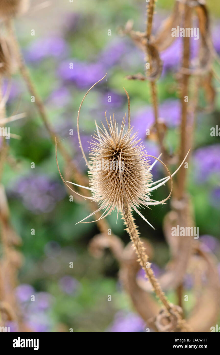 Common teasel (Dipsacus fullonum) Stock Photo