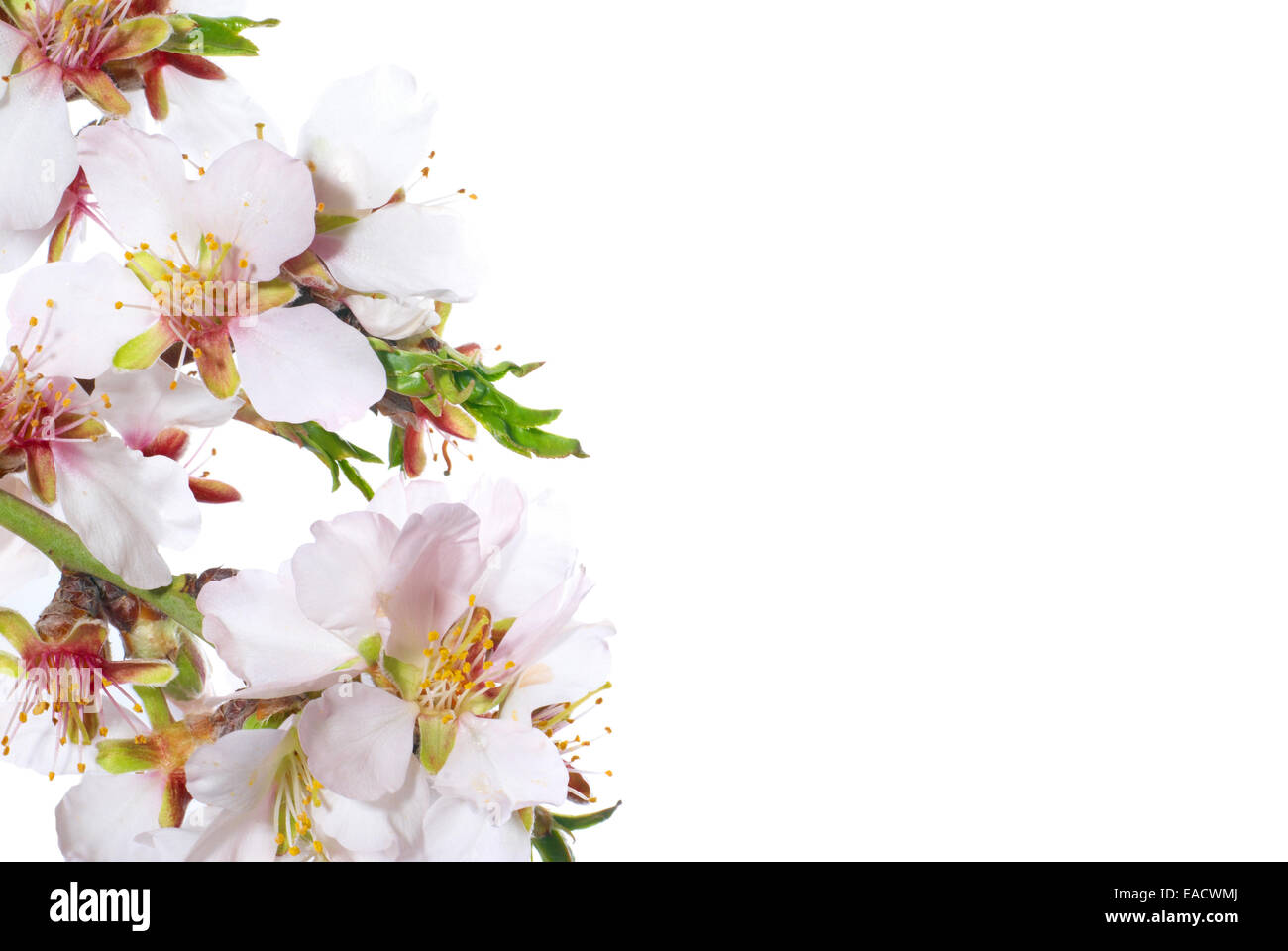 Almond white flowers isolated on white background Stock Photo - Alamy