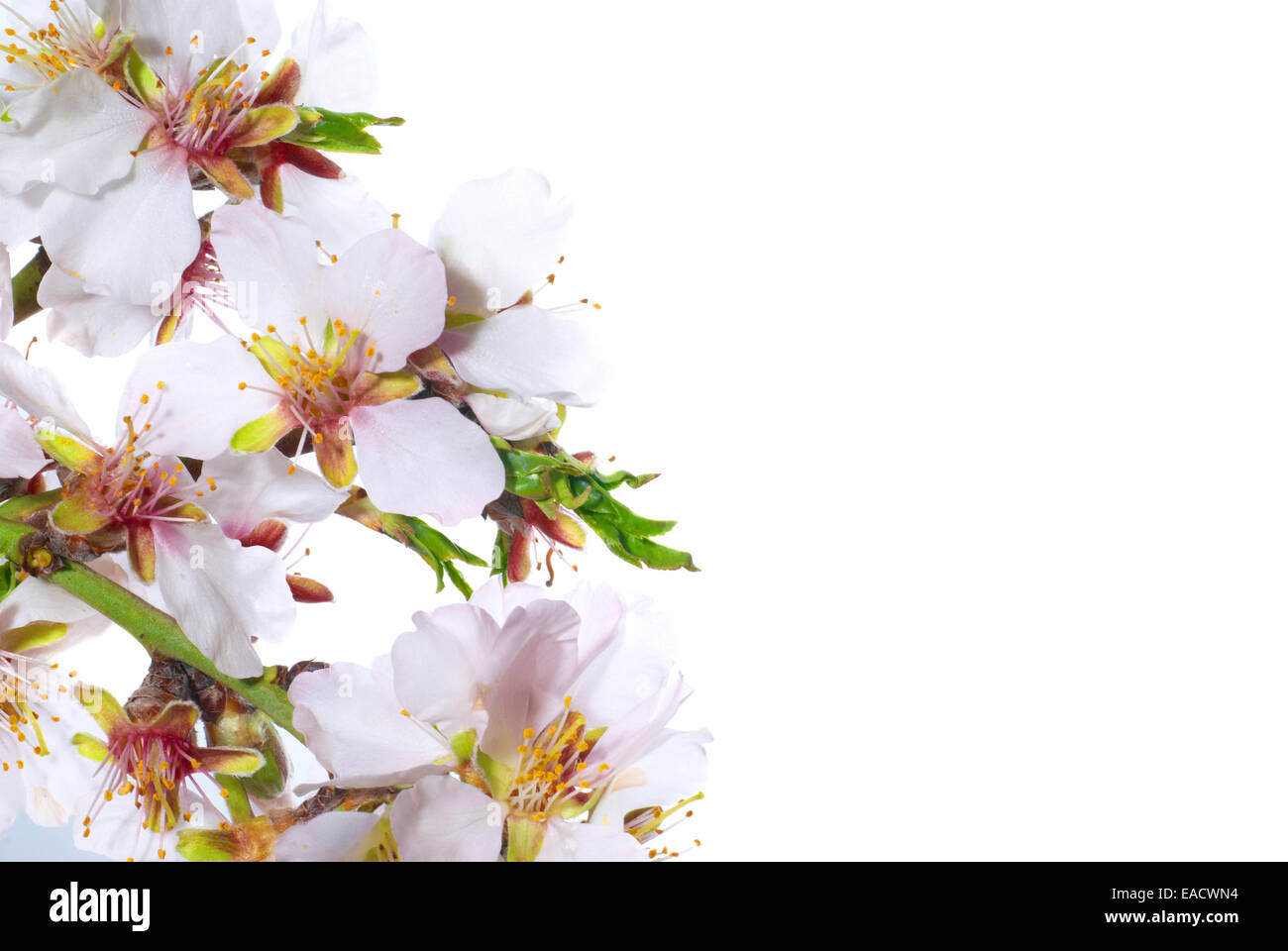Almond white flowers isolated on white background Stock Photo - Alamy