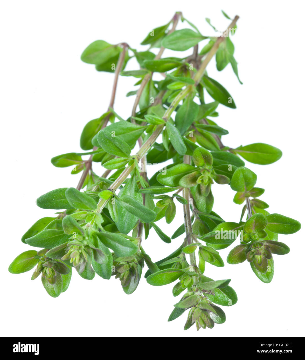 Thyme leaf hires stock photography and images Alamy