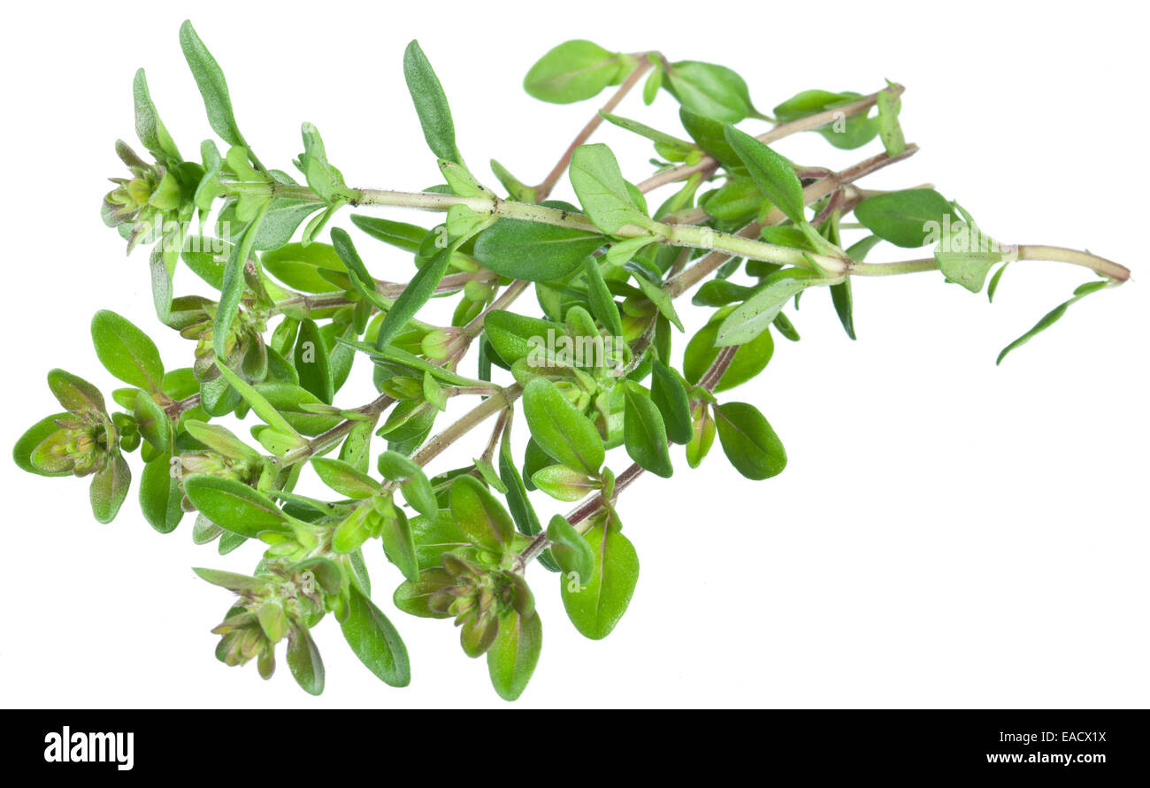 Green fresh thyme on white background. Stock Photo