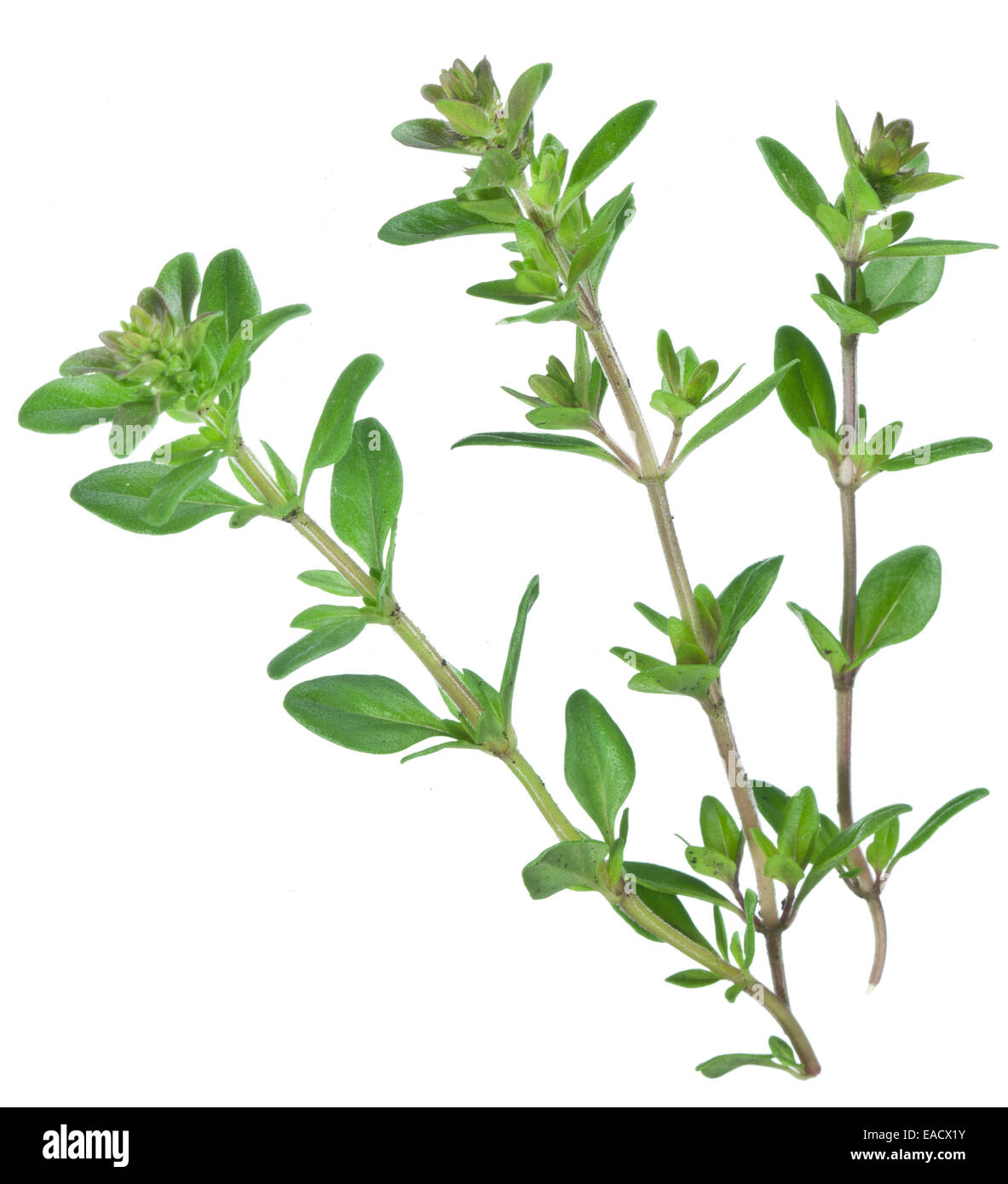 Thyme leaf hires stock photography and images Alamy