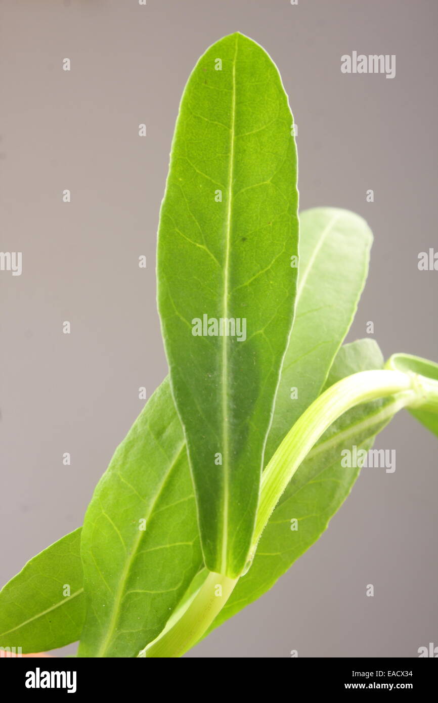 Brahmi leaf. Stock Photo
