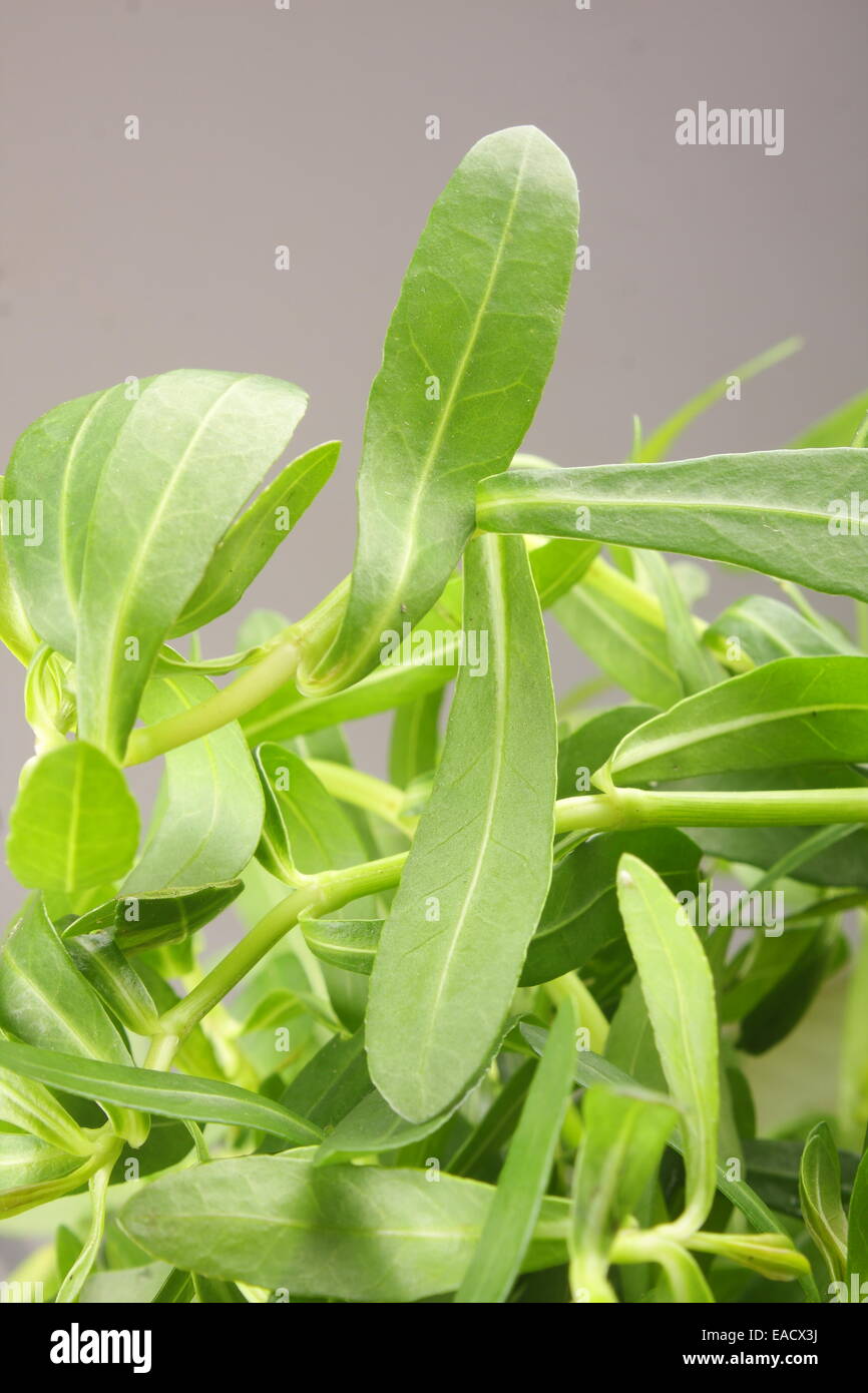 Bacopa Bitter Herbs monnier, Bitter Leaf, Waterhyssop, Brahmi, Thyme-leafed gratiola, Water hyssop, Stock Photo