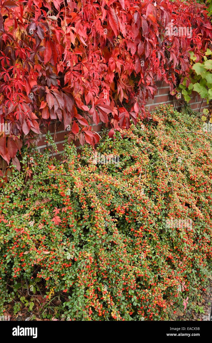 Virginia creeper (Parthenocissus quinquefolia) and cotoneaster (Cotoneaster) Stock Photo